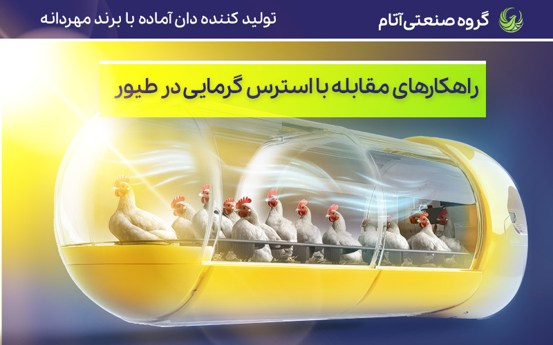 بررسی تخصصی راهکارهای مقابله با استرس گرمایی در طیور
